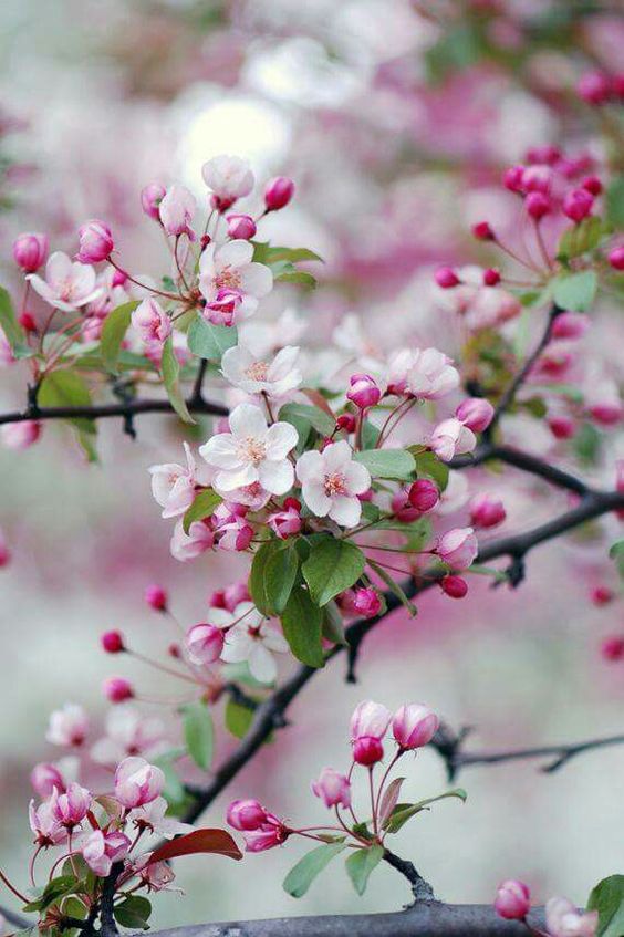 цветок яблони