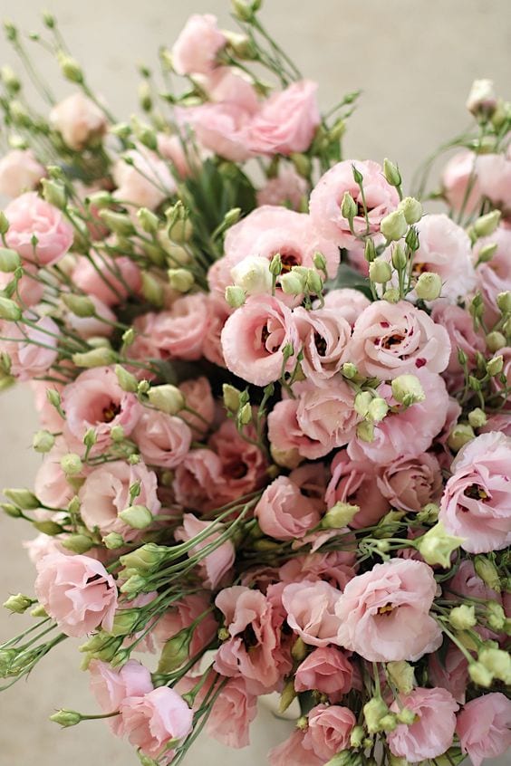 самые красивые цветы в мире - лизиантус