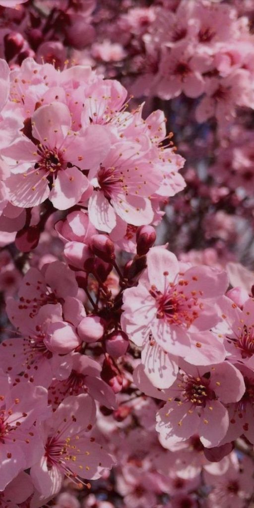 цветы цветущей вишни - сакура